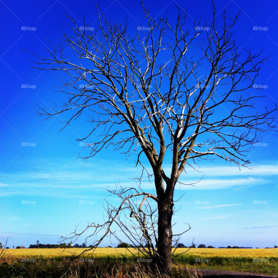 träd himmel blå fields by akempe