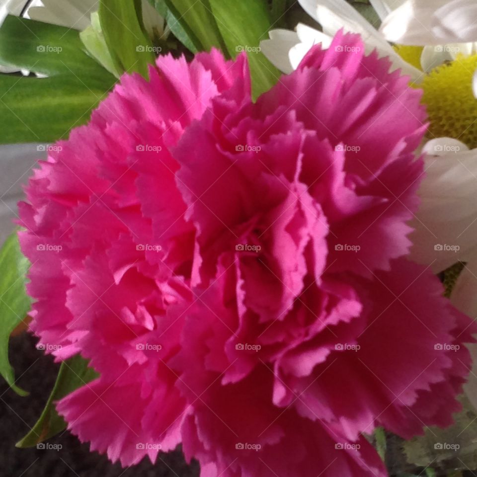 Beautiful pink carnation.