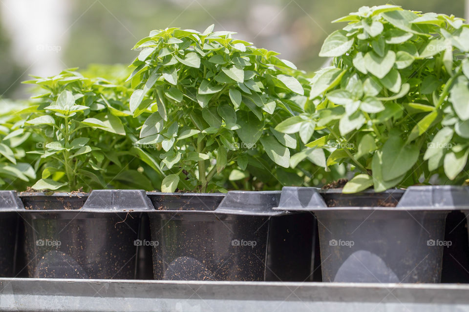 Plants in Pots