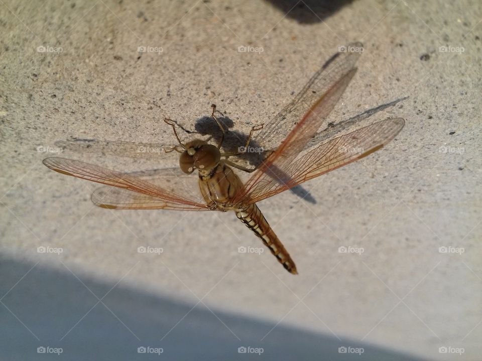 brown colour small organism.