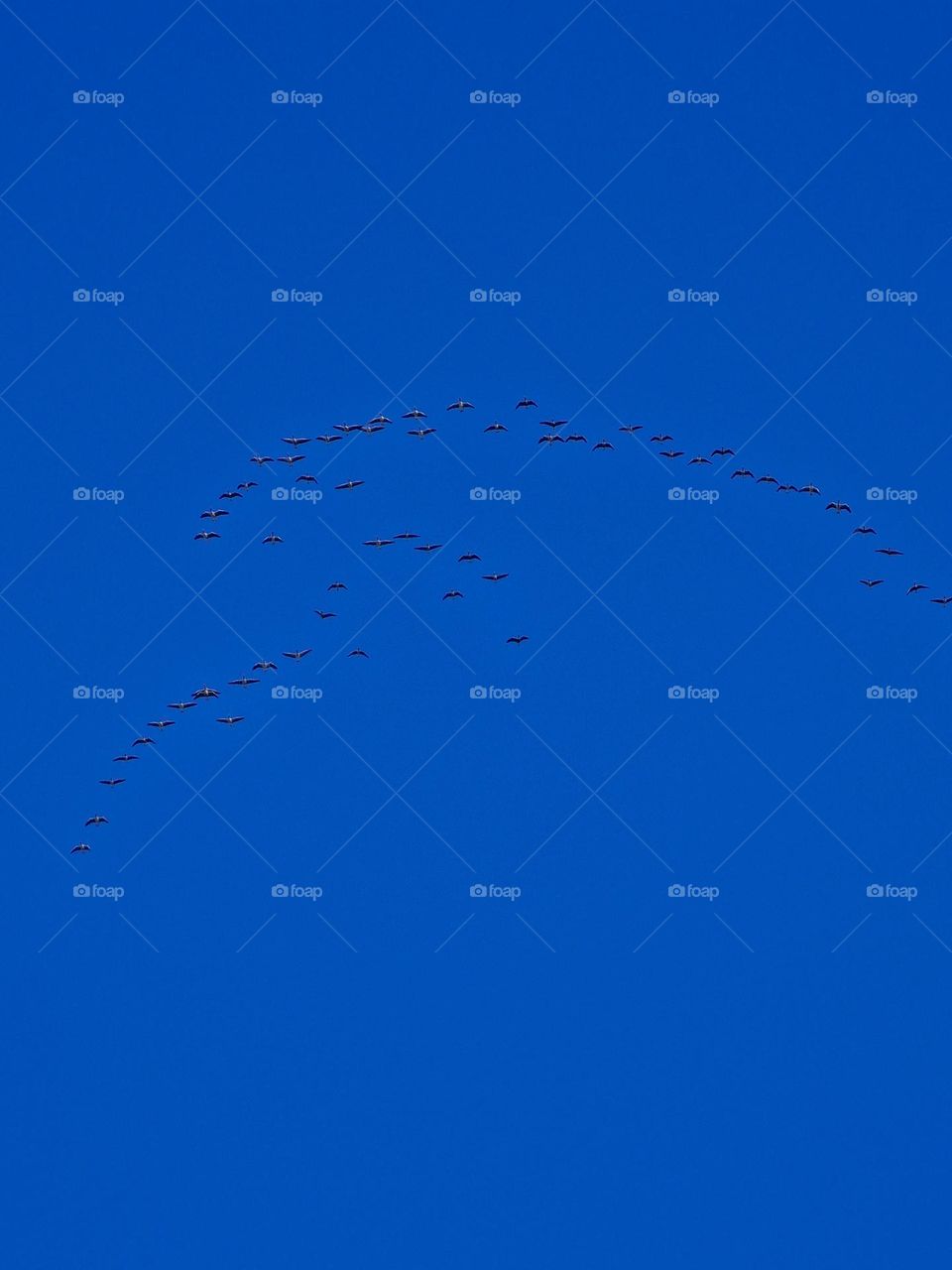birds flying in the blue sky