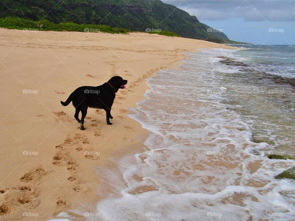 Labrador in solitude