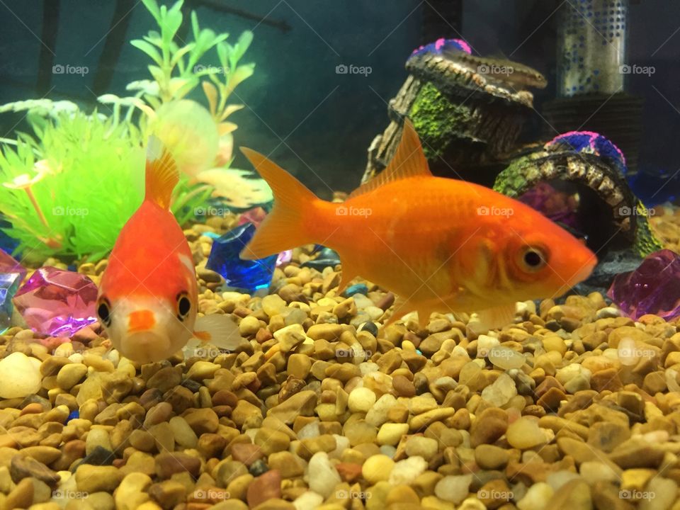 Fish friends