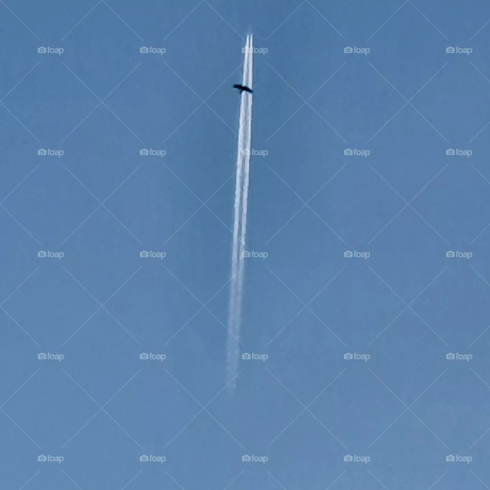 Bird by airplane jet.