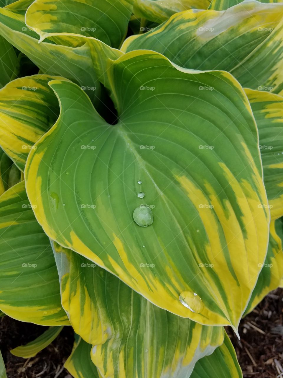 Gold and green plant leaf with water droplet