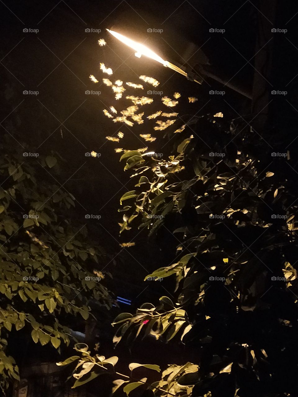 Captured these fire flies few days back.📸 Night view seems so beautiful and peaceful after staying locked in the house for the whole day.🤩