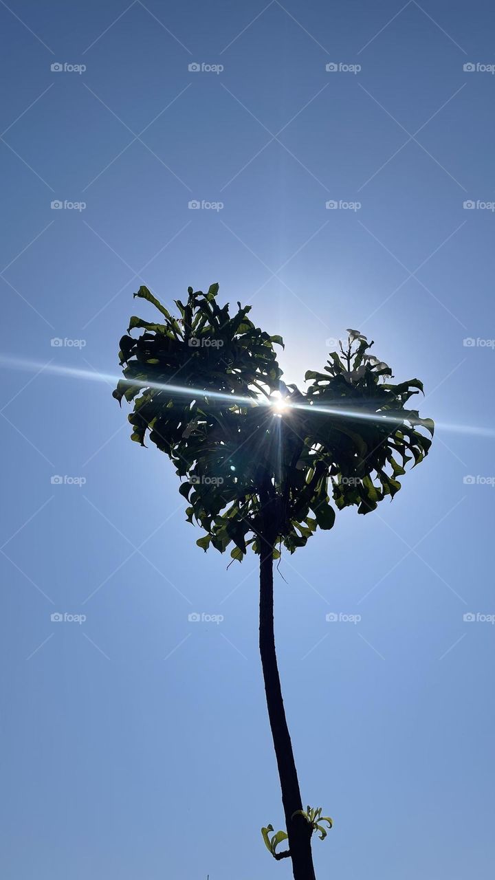 Ohh this really really beautiful, creative tree I found in my neighbour’s garden. And the sun is perfectly interesting it! Nature’s magic! We’re blessed!💚🤌🏽🪴