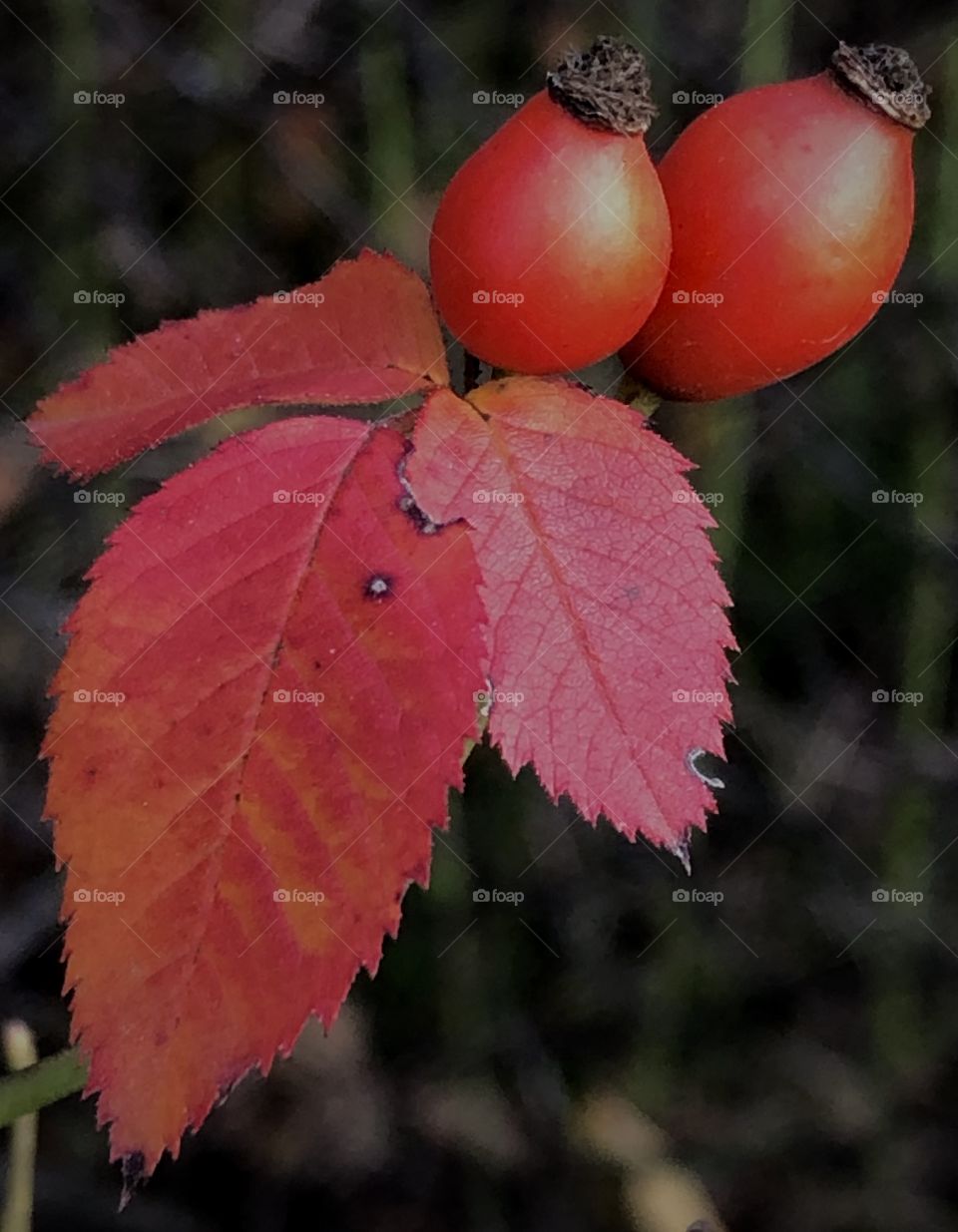 Dog-rose fruits 
