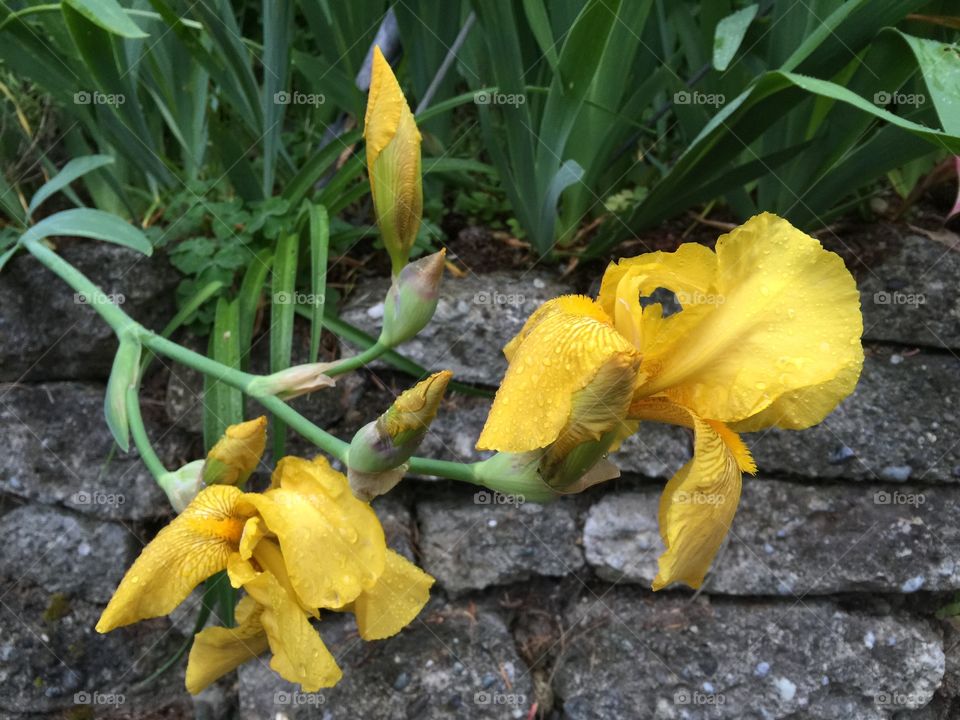 Yellow flower. Yellow Iris's in the garden