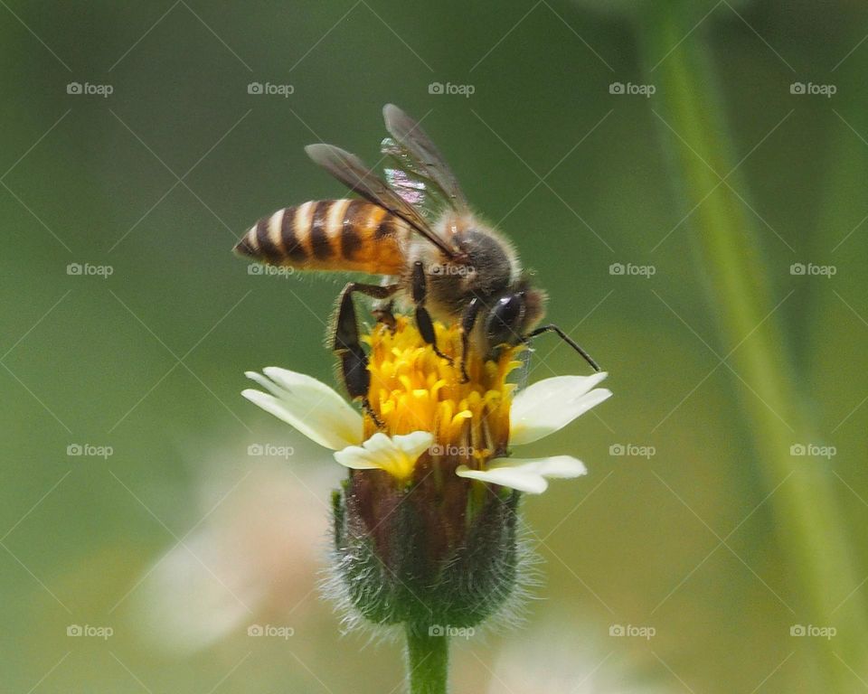 honey bee