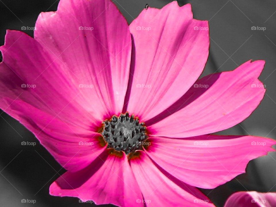 Close-up of pink flower