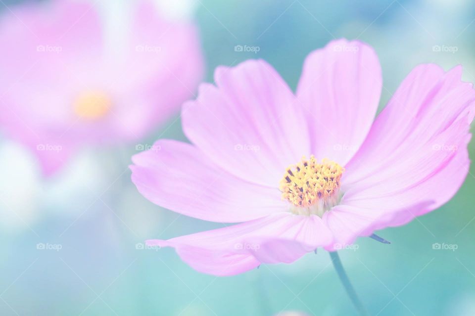 wonderful ... image🖼️
   Beautiful Flower🌼 Leaf🍁