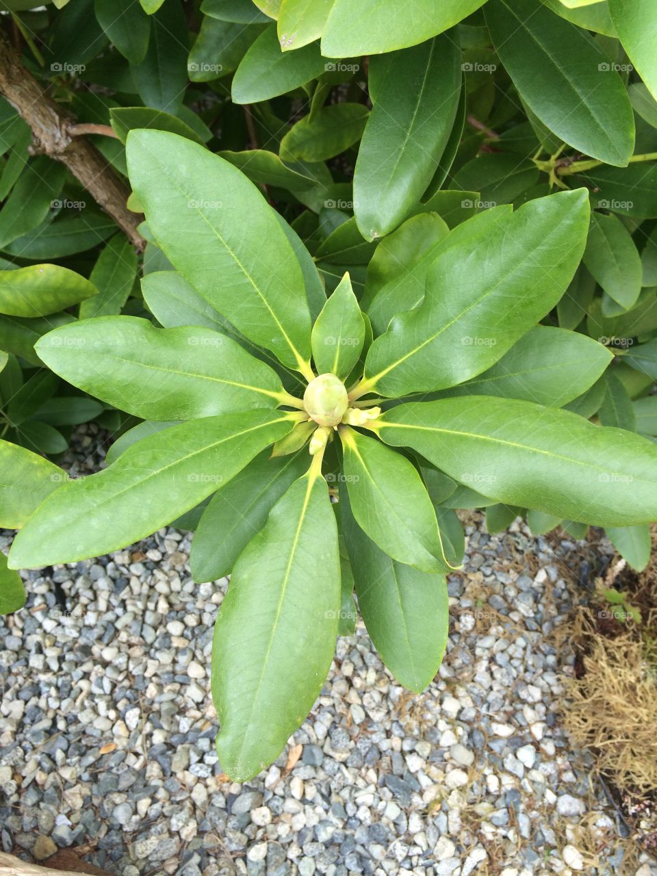 Rotodendrum leaves. Rotodendrum leaves and about to flower
