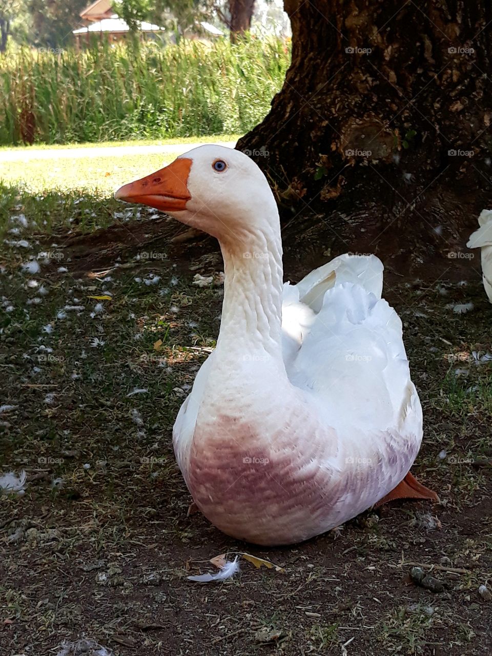 A Goose in the park