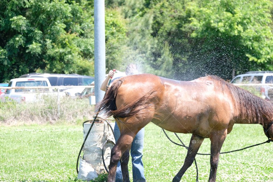 Horses like baths too