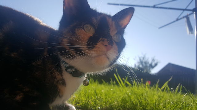 Cats eyes in Sunlight