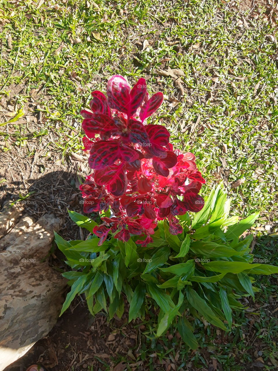 red and green leaves