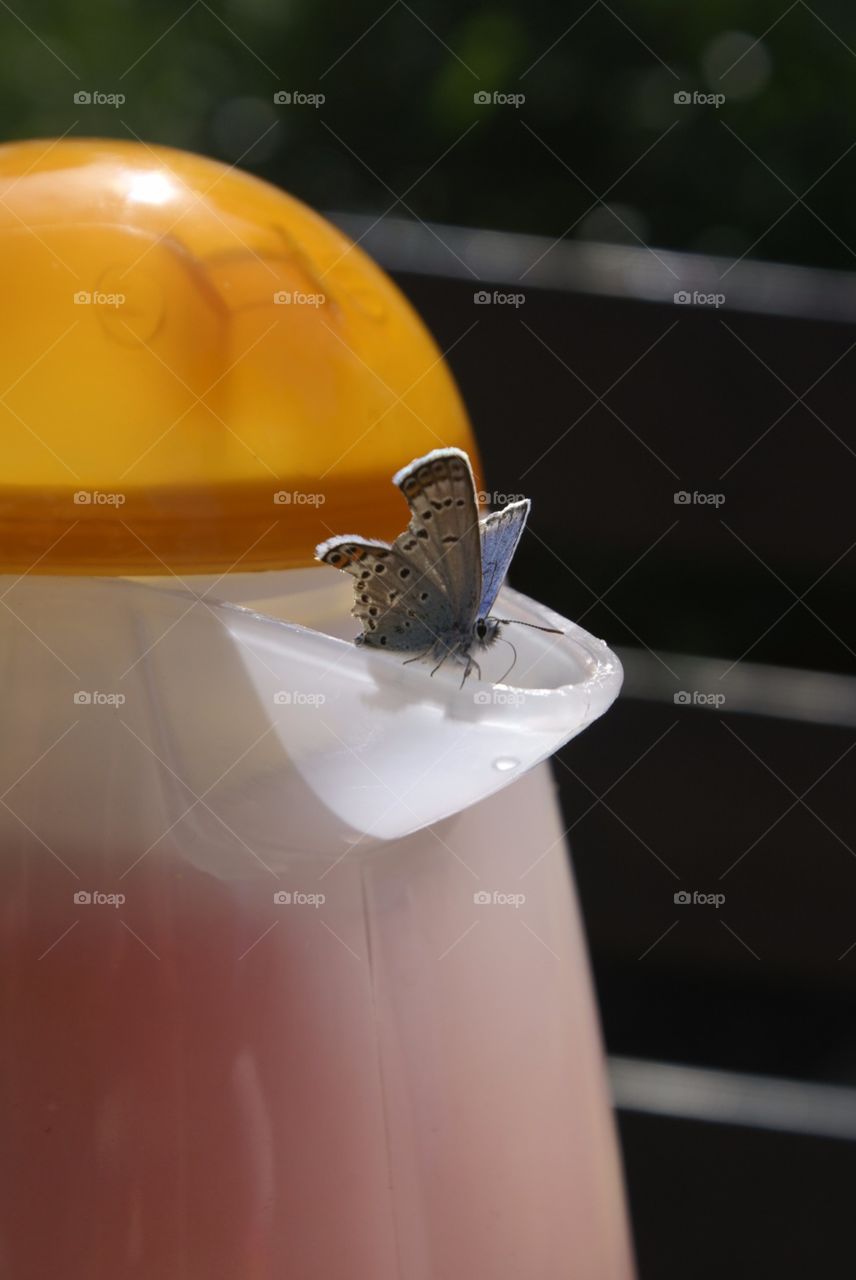 Here you see a butterfly that has landed on an unusual spot...