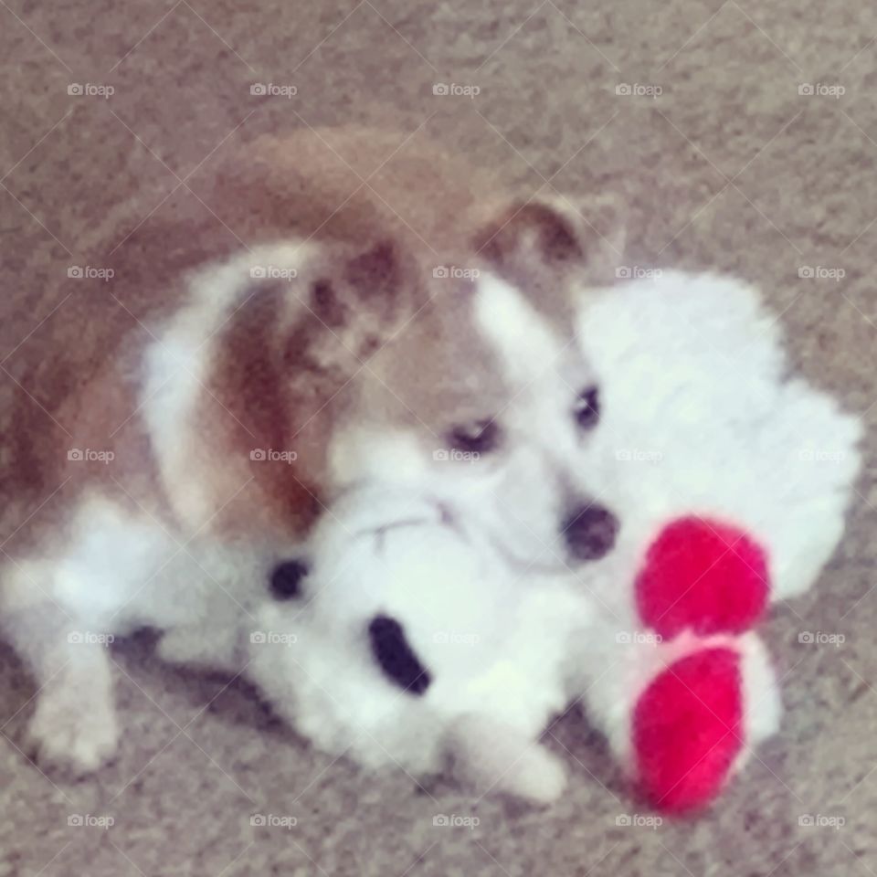 Lilly and Lamb Chop