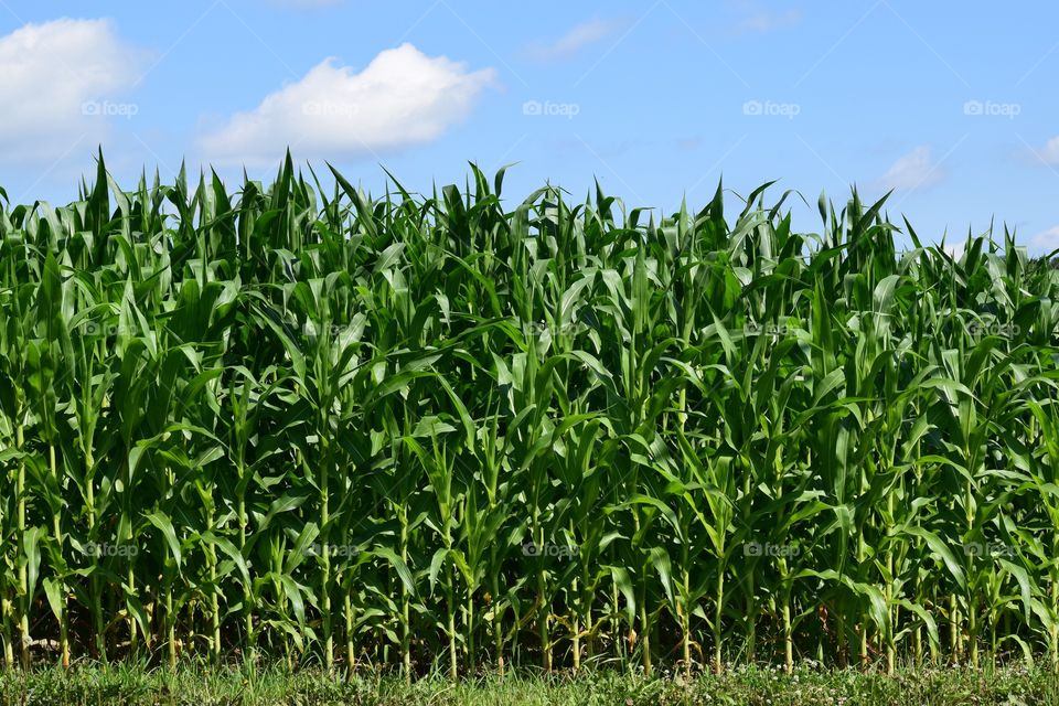 Corn field