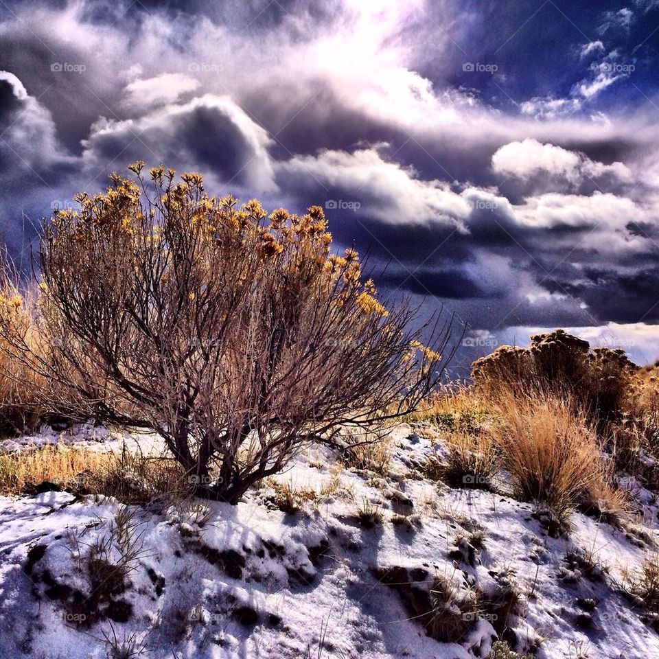 View of sagebrush during winter