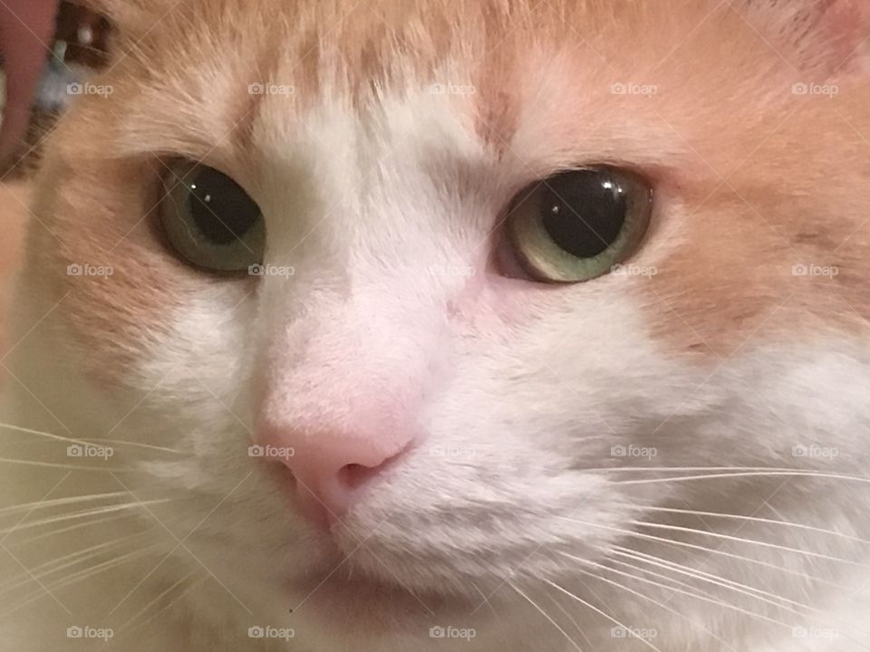 Extreme close up of Gilligan cat. What a handsome boy