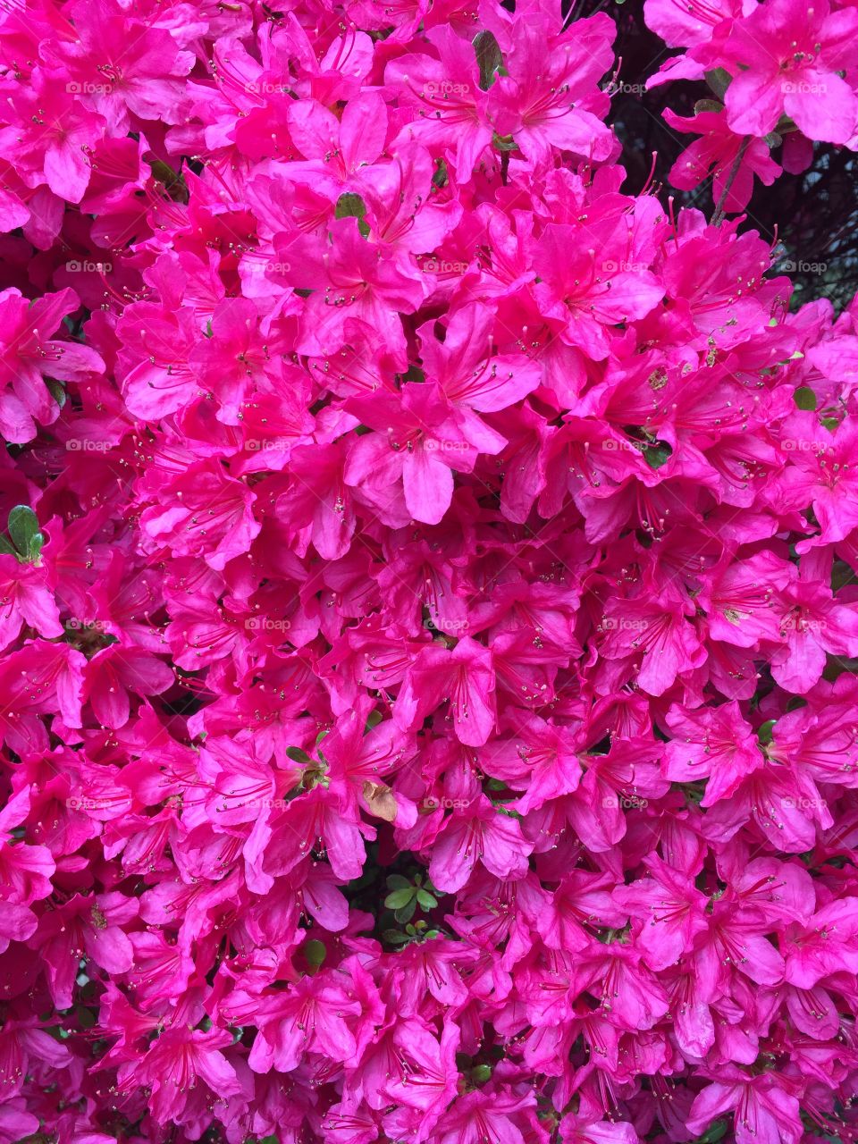 Full frame shot of pink flowers