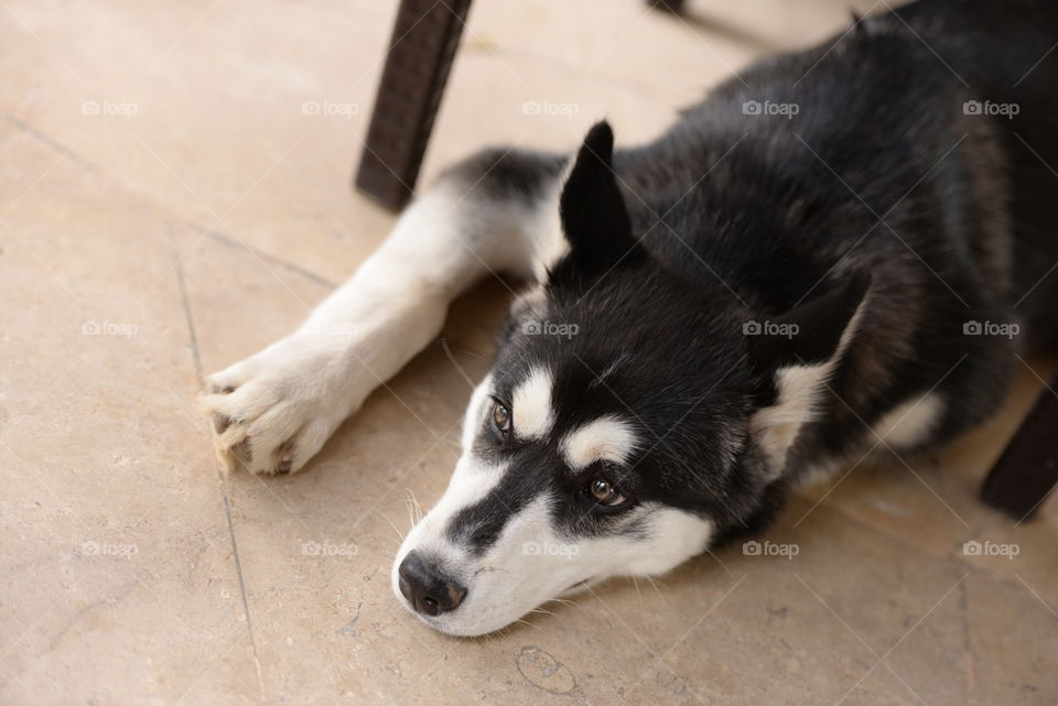 husky dog sitting relaxed under the chair