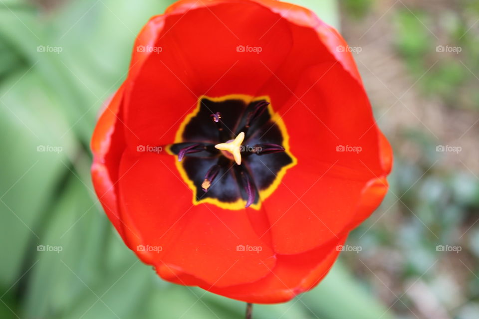 red tulp