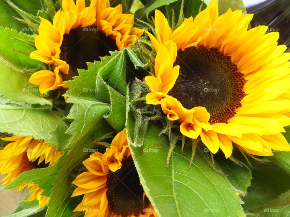 Sunflowers blooming outdoors