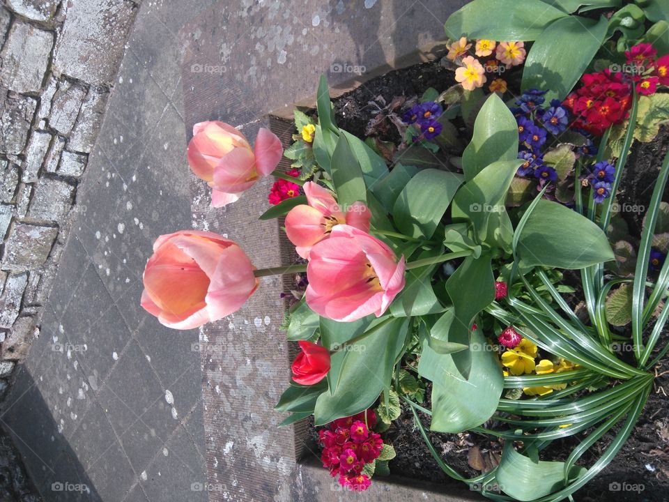 More flowers outside Jedburgh abbey