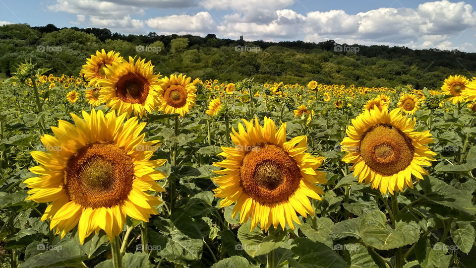 Sunflowers hill  on a sunny day

#sunflower #sunflowers #summer #field #hill #sunnyday #blossoming #flowering #yellow