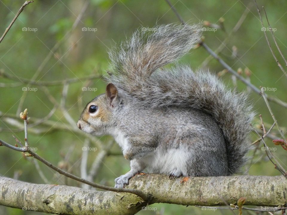 A close up of a squirrel 