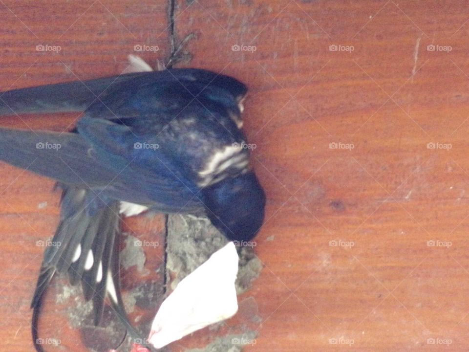 Schwalbe beim Nestbau