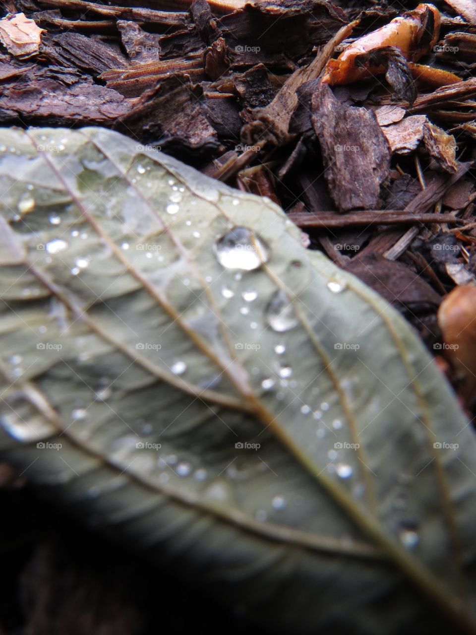 Rain on dead leaf