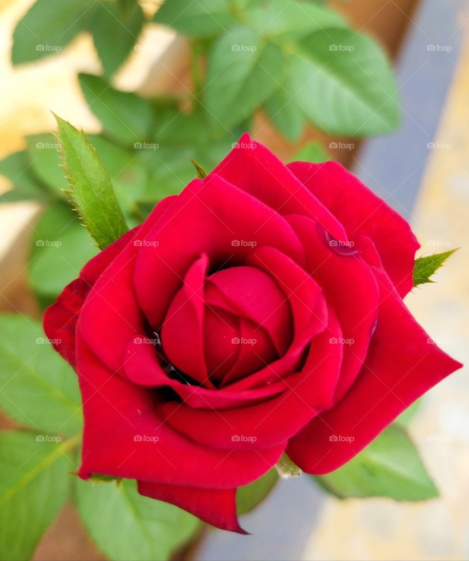 Red rose