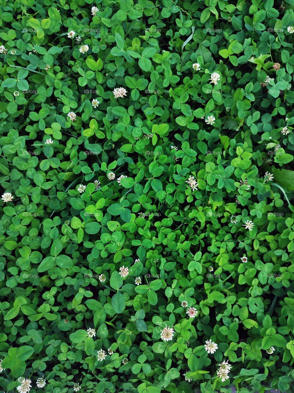 Photo of green grass growing in the garden