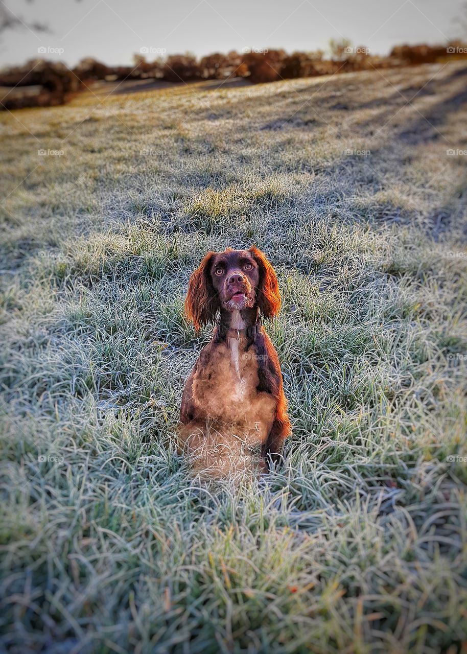 Crisp morning to walk Coco.