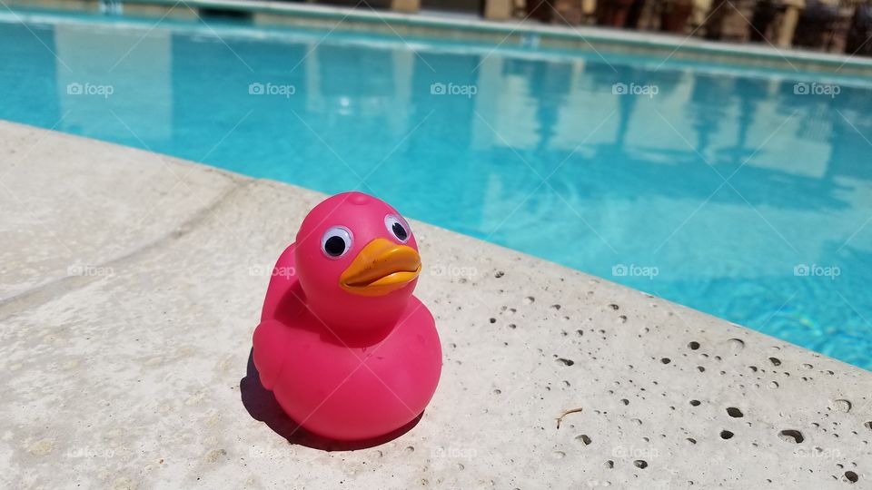 Pink duck