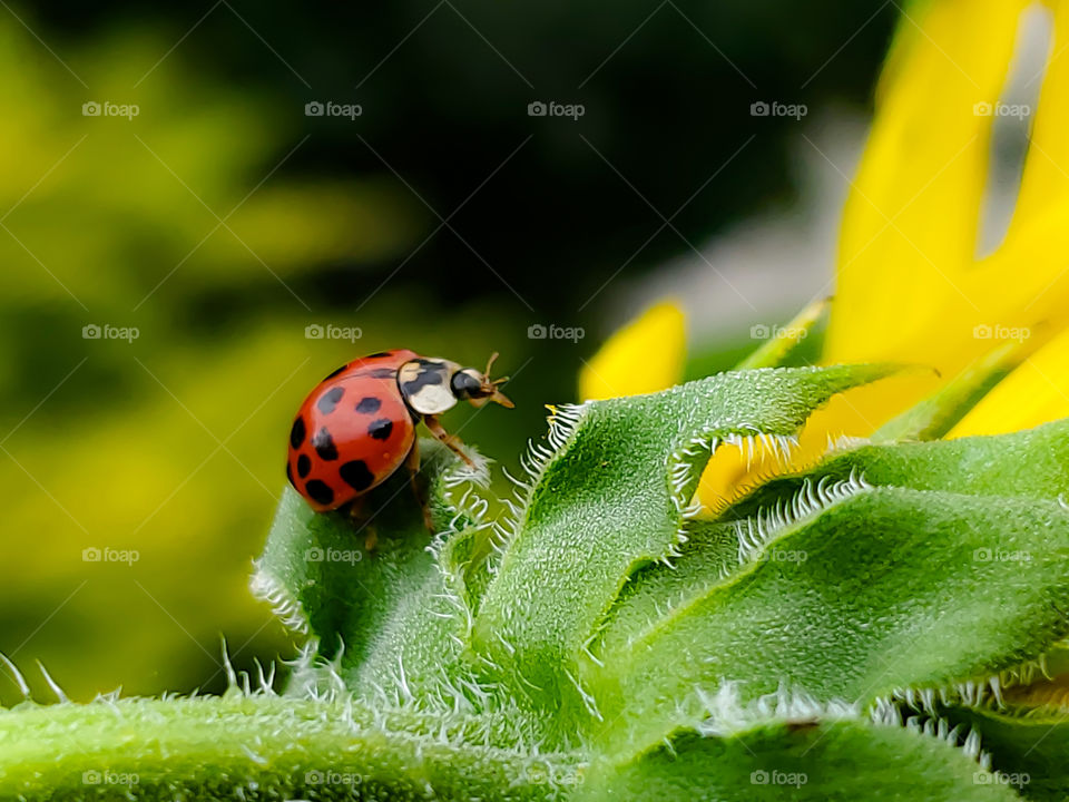 Closeup of a red ladybug on wild sunflower