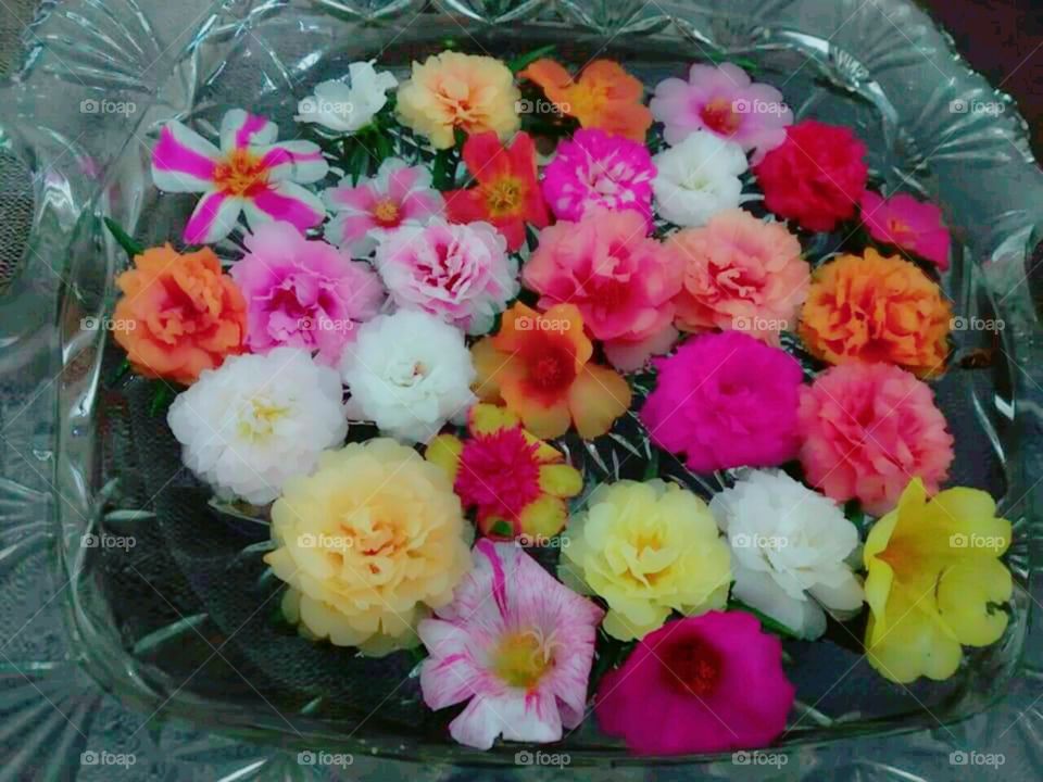 Beautiful Flowers