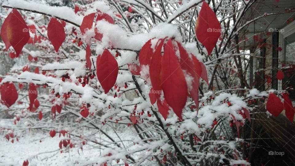 Snow on the leaves in Michigan 