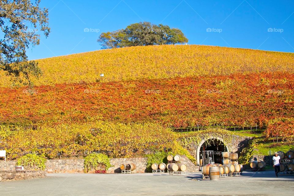 Sonoma harvest II