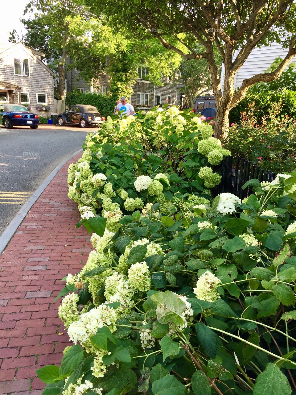 Commercial Ave in Provincetown, MA