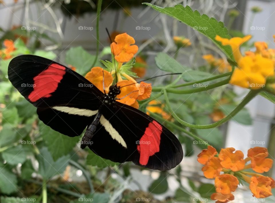 Butterfly on wildflowers