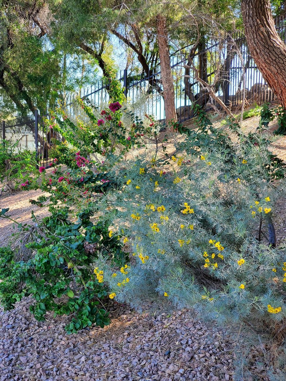 Flowering Shrubs on a Hillside