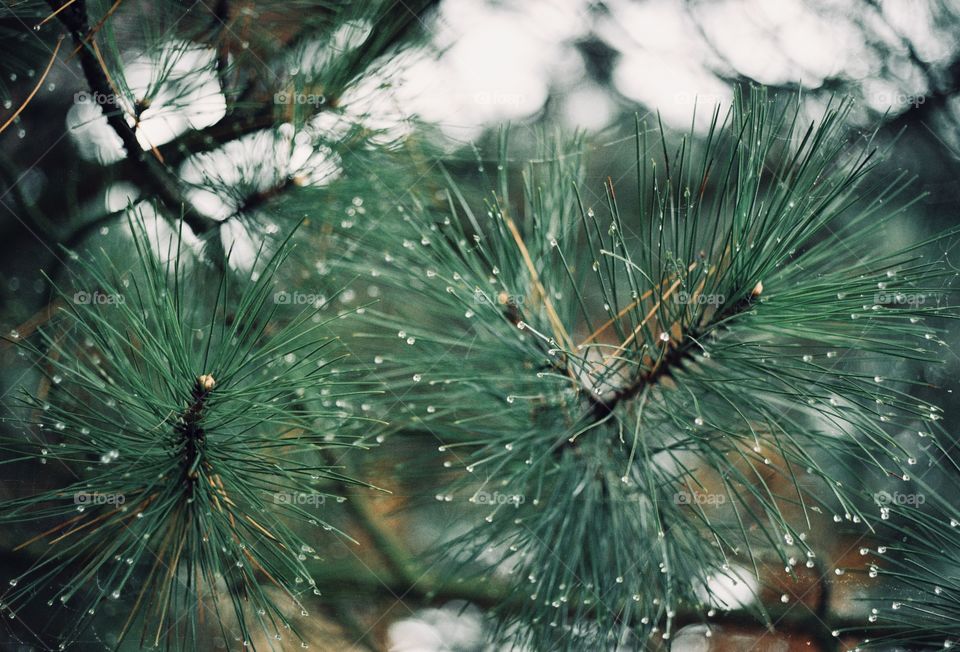 Shot by film camera , wet needles of beautiful fur tree
