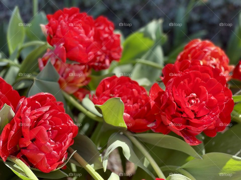 Beautiful red tulips close up 