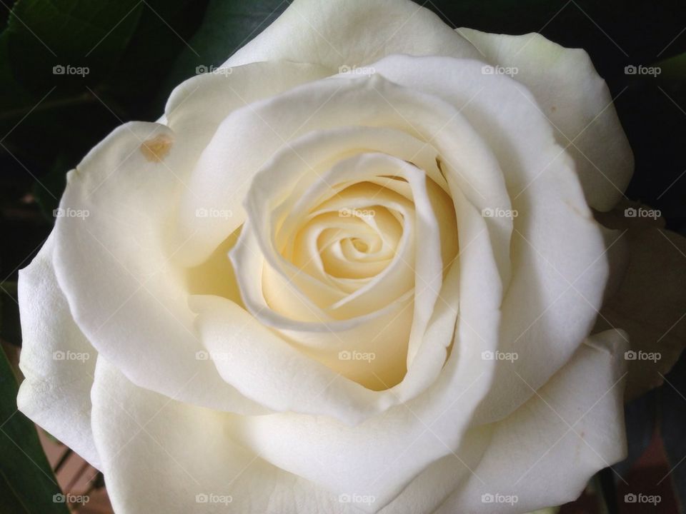 Beautiful white rose