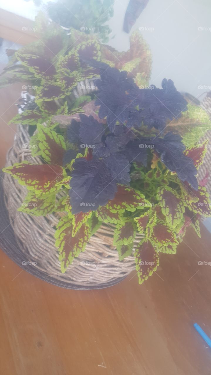 #magic #coleus# table decor